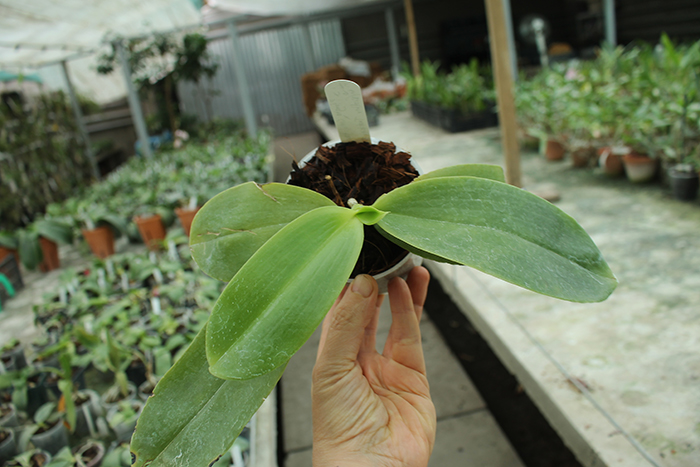 Phalaenopsis Yungho Gelblitz x (Brother Trekkie-Princess Kaiulani) 'flava'.jpg