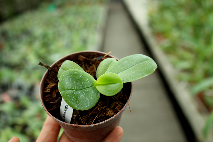 Phalaenopsis KS Super Zebra 'Yung-Ho'.jpg