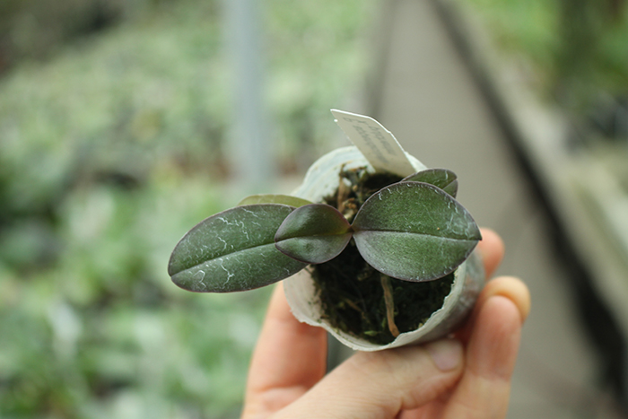 Phalaenopsis San Shia Appendo.jpg