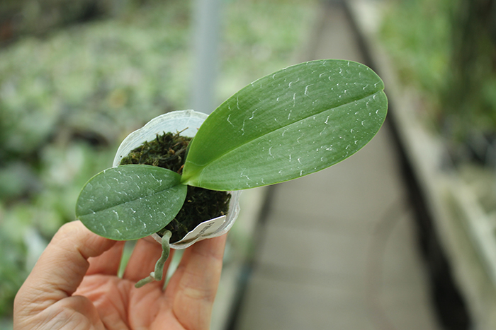 Phalaenopsis Mituo Sun.jpg