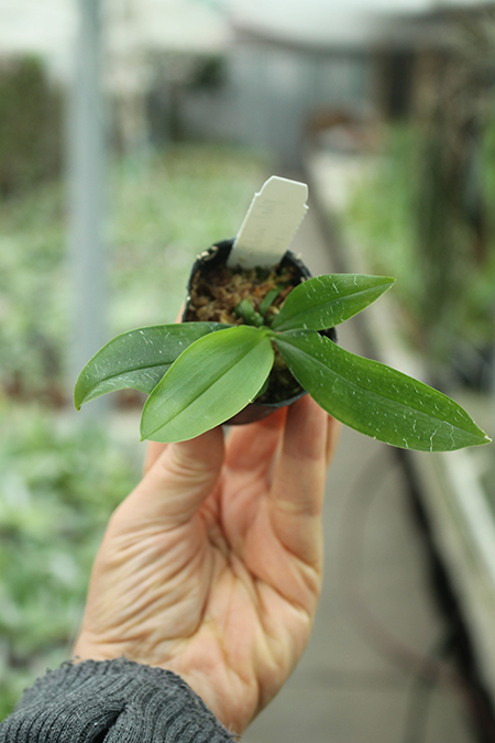 Phalaenopsis lobbii var orange.jpg