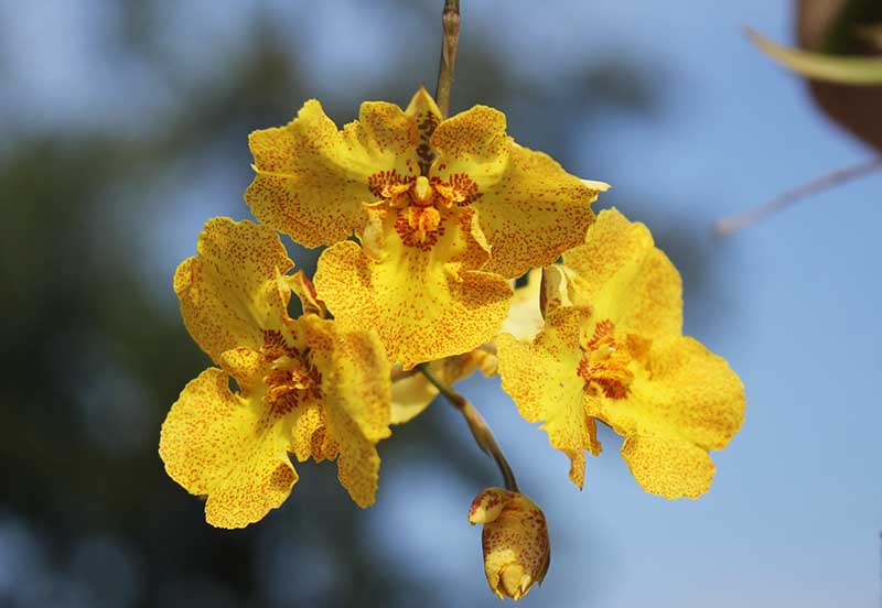 Oncidium (Tolumnia) Midas.jpg