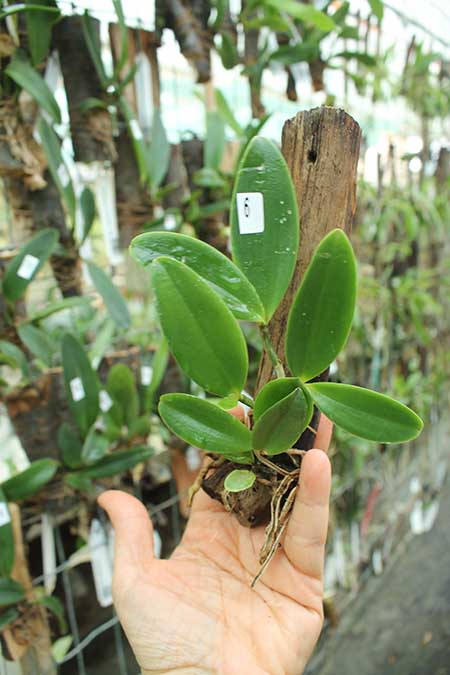 Cattleya aclandiae escura 'Minha nega' x self.jpg