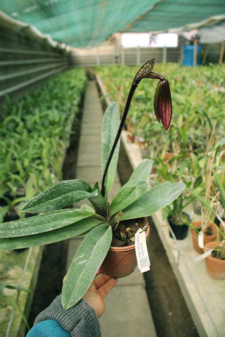 Paphiopedilum Ruby Leopard Vini x charlesworthii.jpg