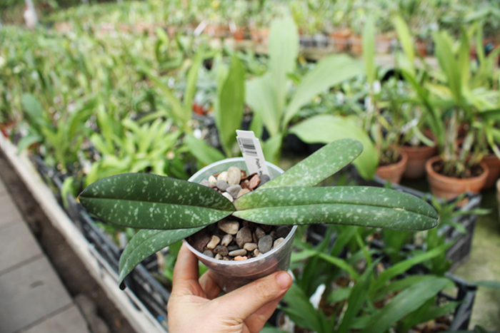 Paphiopedilum leucochilum Yilung.jpg