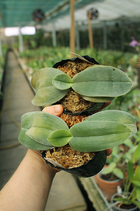 Phalaenopsis gigantea.jpg