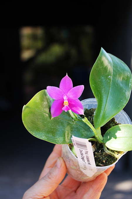 Phalaenopsis violacea indigo x LD Double Dragon 'Mituo #1'.jpg