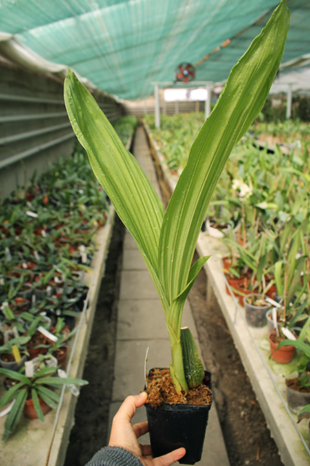 Anguloa clowesii.jpg