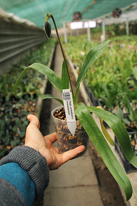 Paphiopedilum primulinum x hirsutissimum.jpg