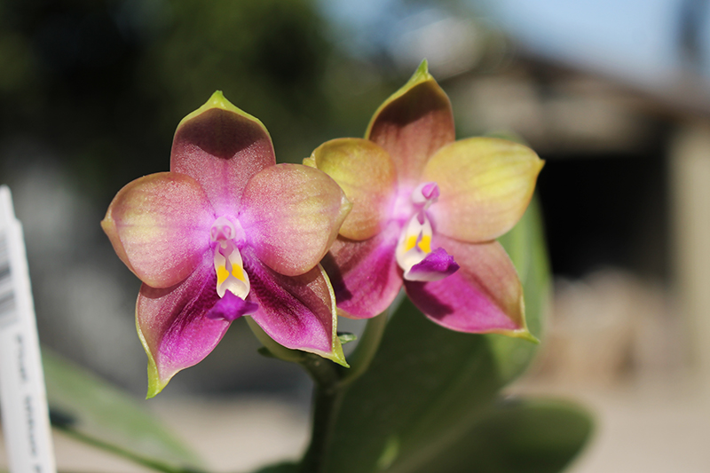 Phalaenopsis Mituo Prince 'Chin Ming'.jpg