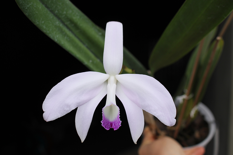 Laelia perinii semi alba 'WF' x Laelia perrinii alba 'RA'.jpg