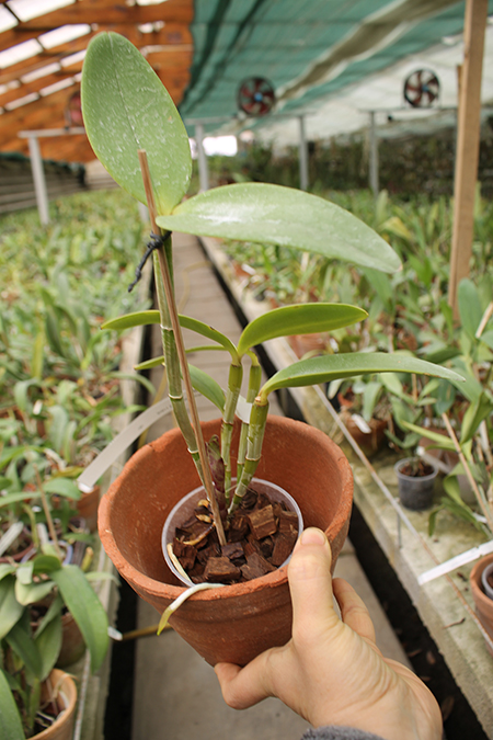 Cattleya amethystoglossa 'FPA-E' x Cattleya amethystoglossa rubra.jpg