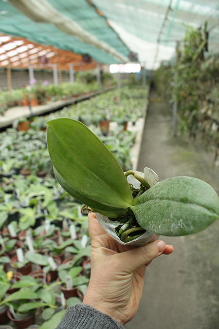 Phalaenopsis AL Sun Hannover 'Red' x Chingruey’s Tiger.jpg