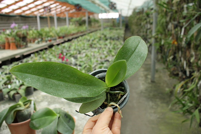 Phalaenopsis Yuan shan Sweet Girl.jpg