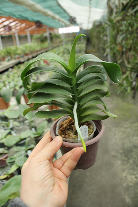 Phalaenopsis equestris x Renanthera matutina.jpg