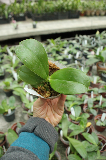 Phalaenopsis Corning's Violet indigo type.jpg