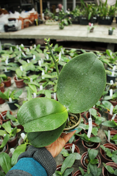 Phalaenopsis Chienlung Sweet Parrot.jpg