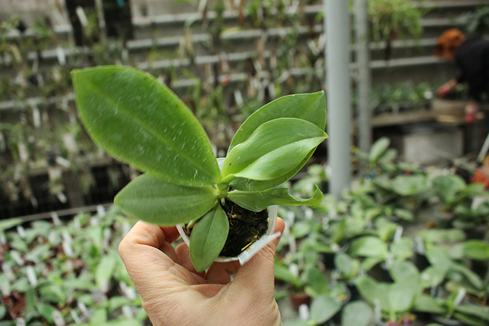 Phalaenopsis corningiana x sib.jpg