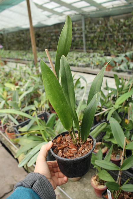 Cattleya maxima concolor.jpg