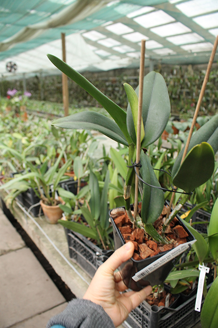 Rhyncholaeliocattleya Mem John Yee 'Halona'.jpg