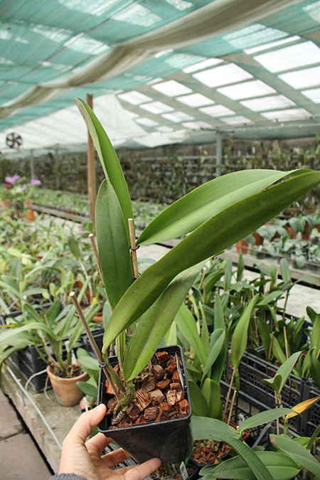 Cattleya x Hardyana semialba.jpg