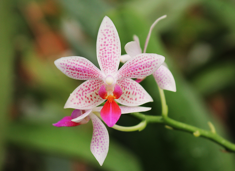 Phalaenopsis maculata x equestris.jpg