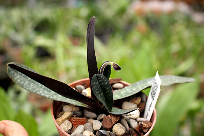 Paphiopedilum thaianum.jpg