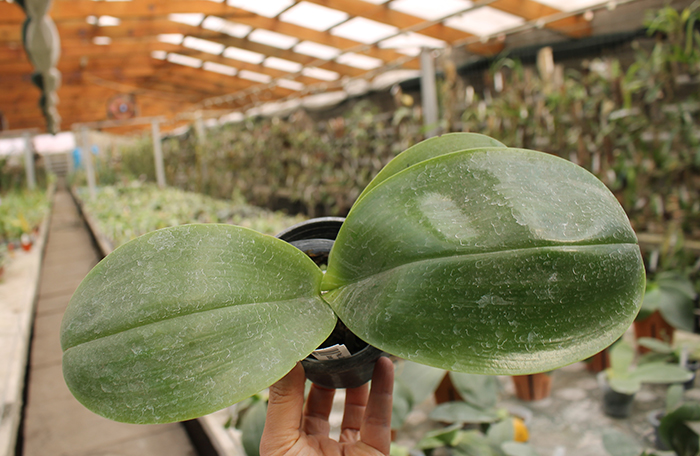 Phalaenopsis LD Sun Dragon 'Snake Scales'.jpg