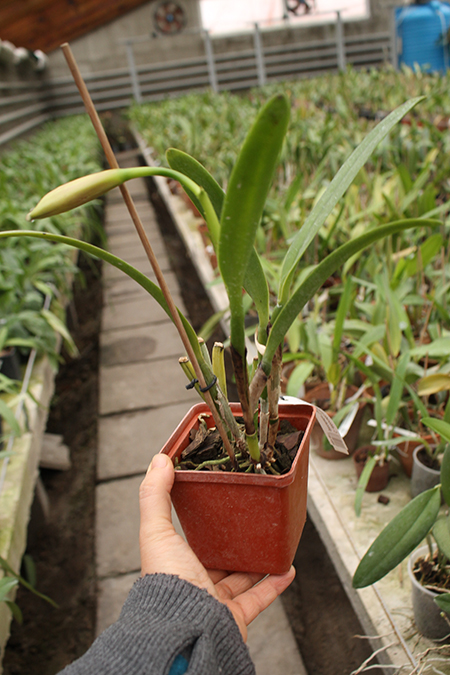 Cattleya eldorado magenta orlata pincelada 'Tapajo' x SELF.jpg