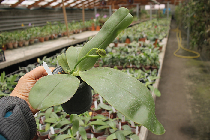 Phalaenopsis Samera 'Blue'.jpg