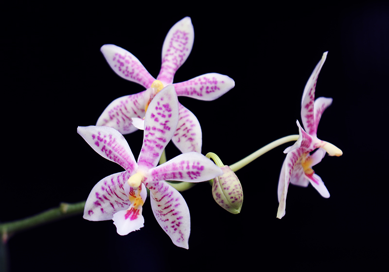 Phalaenopsis mannii black x schilleriana.jpg