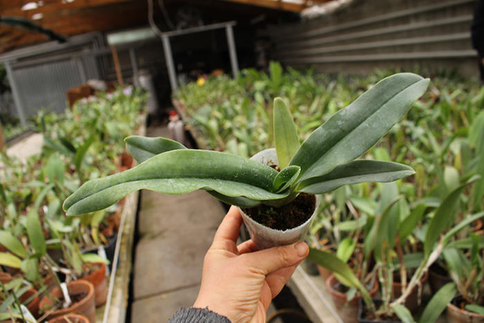 Paphiopedilum hangianum.jpg