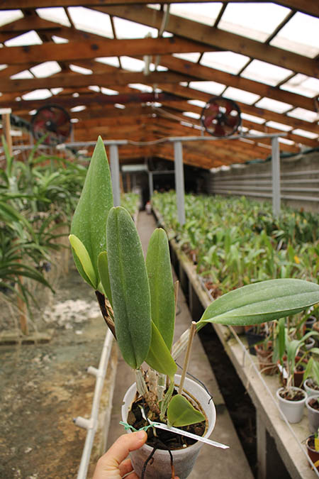 Brassolaeliocattleya George King 'Southern Cross'.jpg