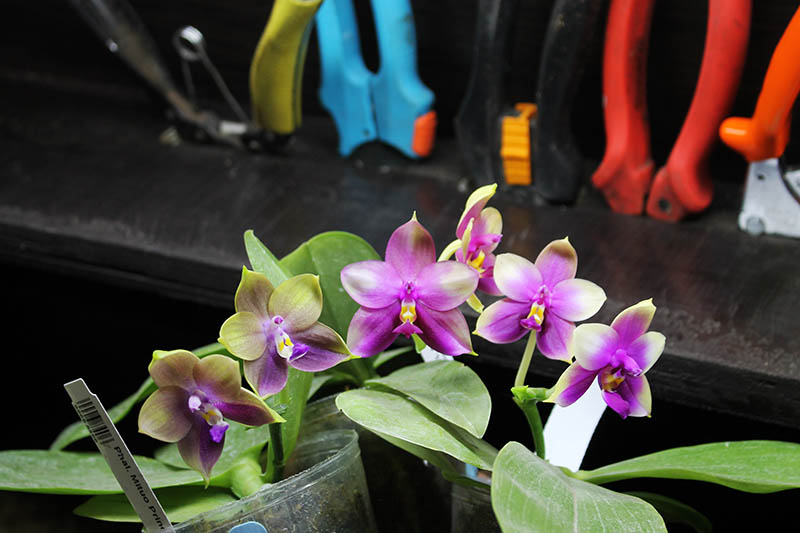 Phalaenopsis Mituo.jpg