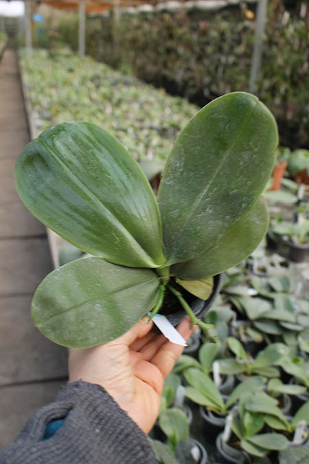 Phalaenopsis Mituo Prince 'Chin Ming' orchid.jpg