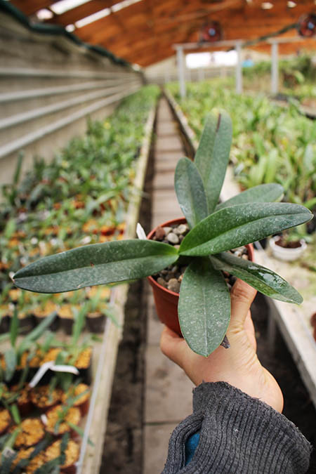 Paphiopedilum Daisy Barclay x leucochilum.jpg