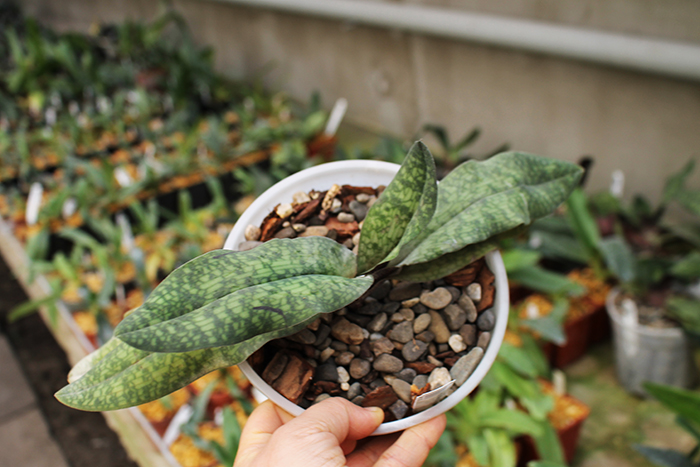 Paphiopedilum malipoense x delenatii.jpg