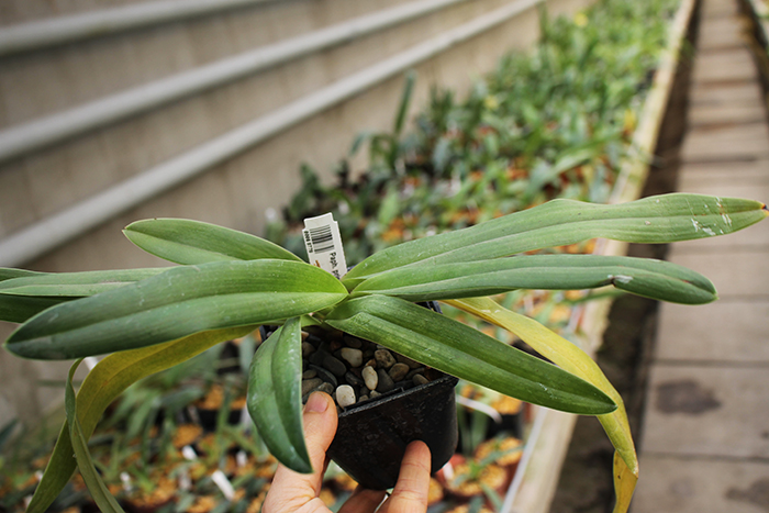 Paphiopedilum primulinum x henryanum.jpg