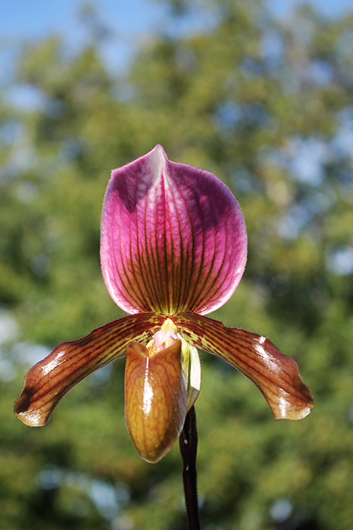 Paphiopedilum Ruby Leopard Vini x charlesworthii.jpg