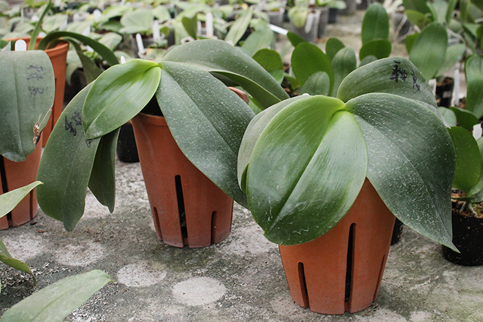 Phalaenopsis Mok Choi Yew '1723'.jpg