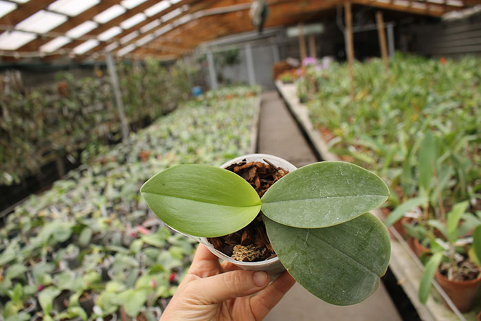 Phalaenopsis bellina 'blue'.jpg