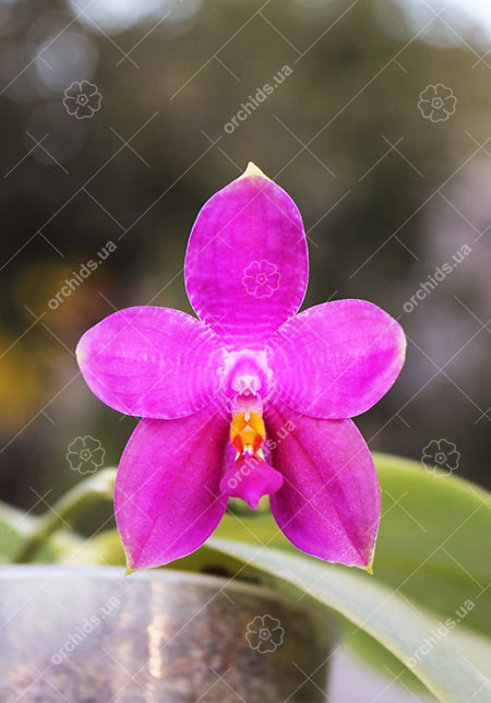 Phalaenopsis Mituo Coral Mambonosa x LD's bear Queen.jpg