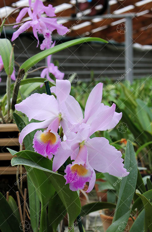 Cattleya labiata alba x Cattleya labiata roxo bispo 'Urbano'.jpg