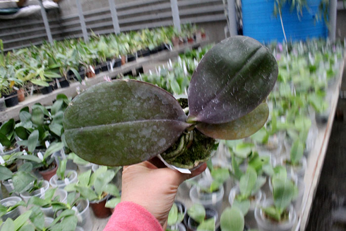 Phalaenopsis Joy Jewel Box (Joy Spring Venus x Buena Jewel).jpg