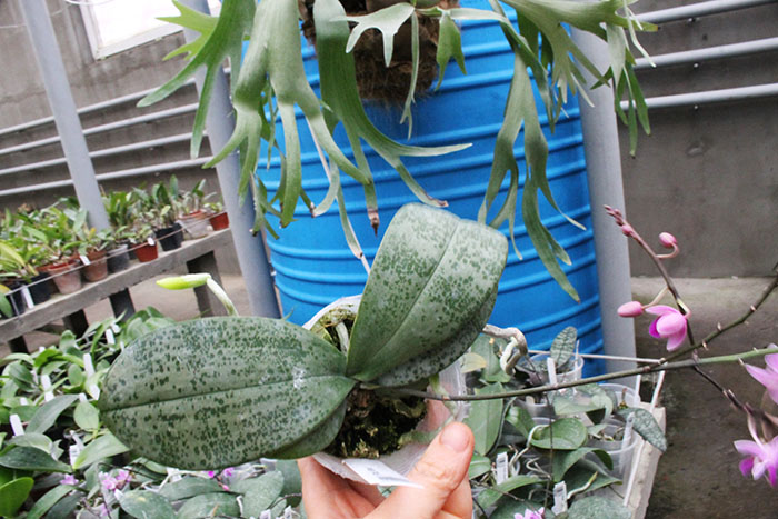 Phalaenopsis Venus.jpg