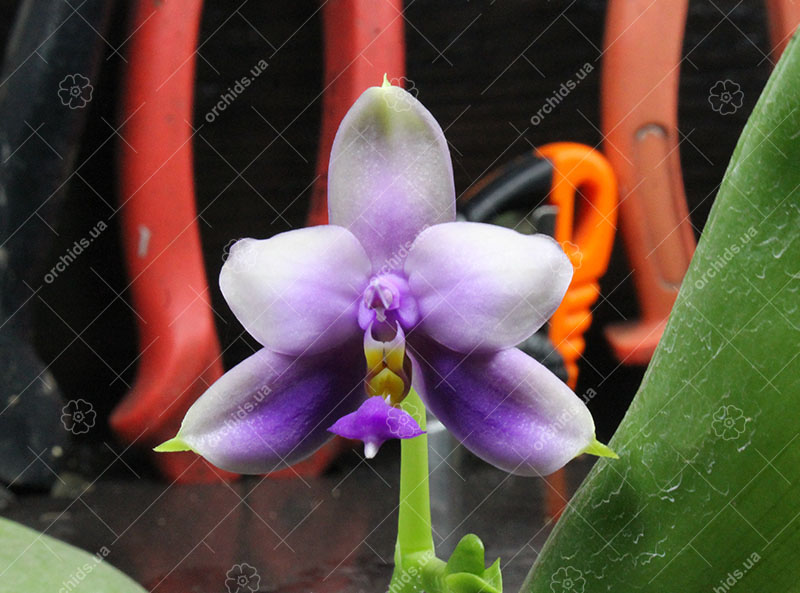 Phalaenopsis Samera 'Blue'.jpg