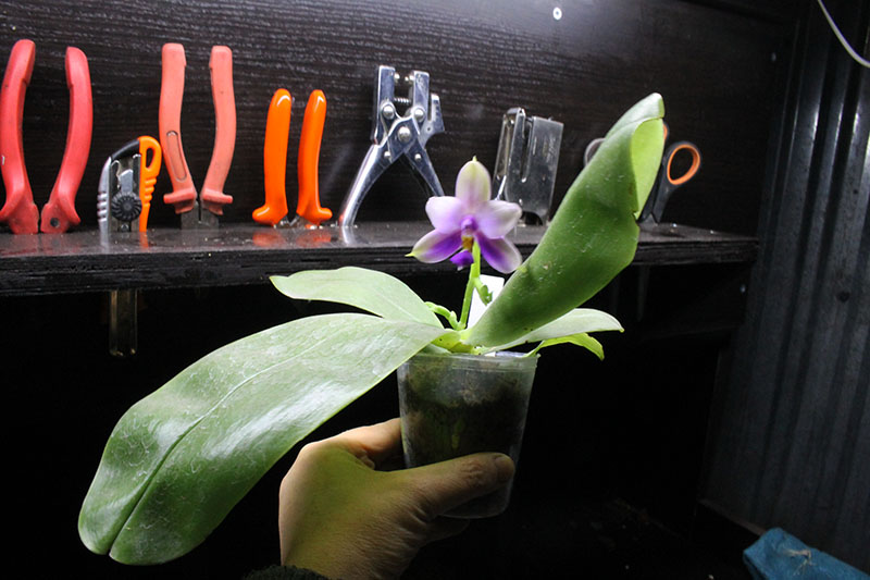 Phalaenopsis Samera 'Blue'.jpg