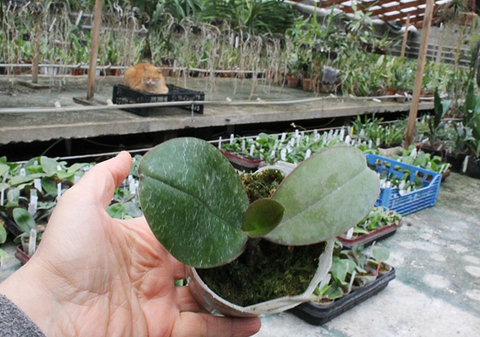 Phalaenopsis Brother Glory 'G-12'.jpg