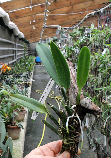 Cattleya luteola x Sophronitis coccinea Yellow.jpg
