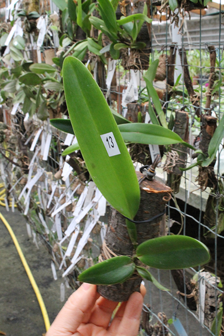 Brassolaeliocattleya Keowee 'VI Galaxy'.jpg